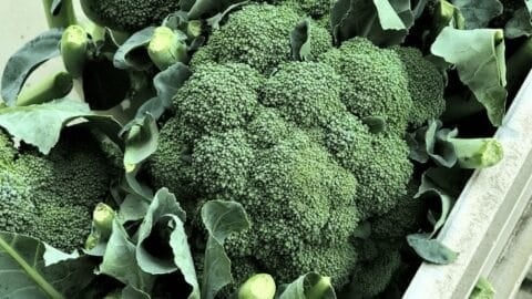 broccoli